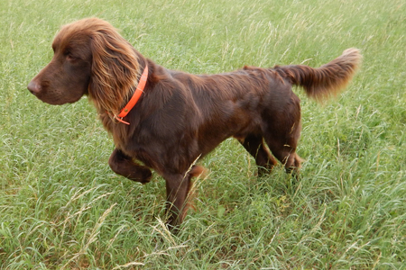 Arco vom Zieglerhof steht vor